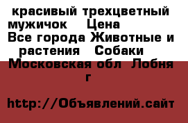 красивый трехцветный мужичок  › Цена ­ 10 000 - Все города Животные и растения » Собаки   . Московская обл.,Лобня г.